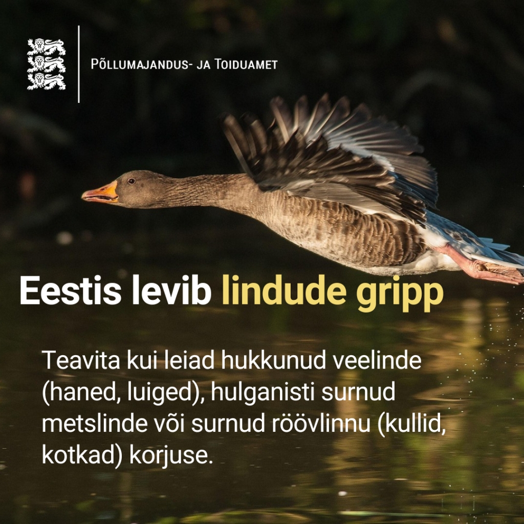lindude gripp.jpg