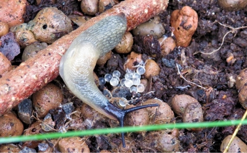 Nälkjas Ene Grass.jpg